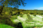 Oktober en bloeiende velden tussen de olijfbomen